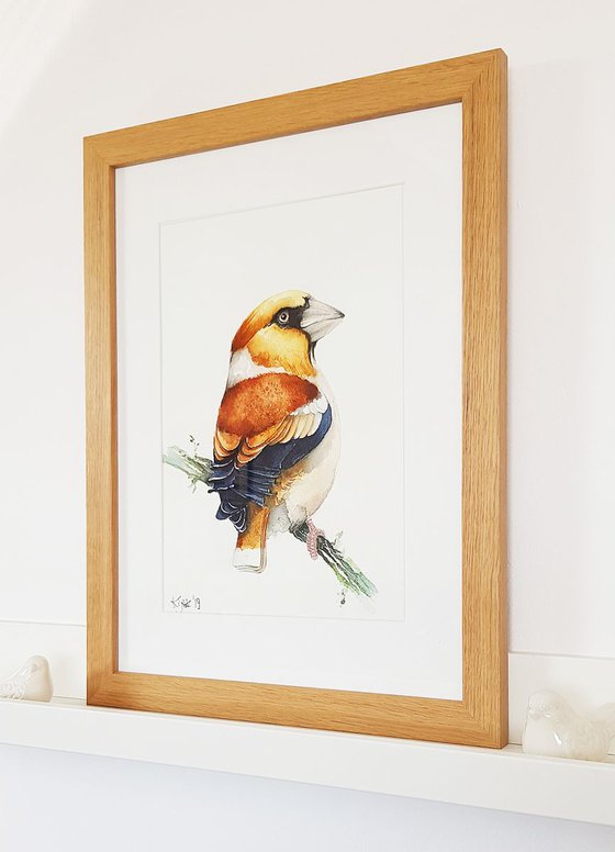 Hawfinch,  birds, wildlife watercolours