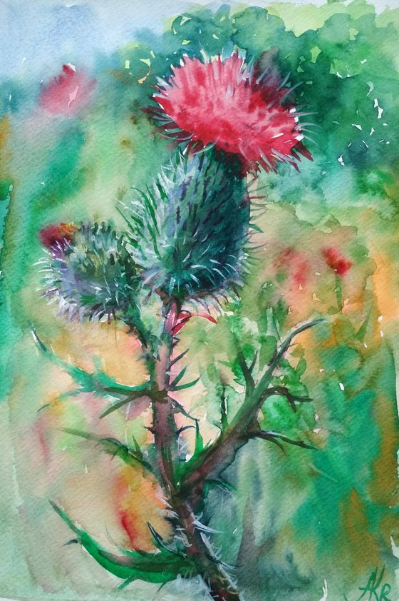 Scottish Thistle