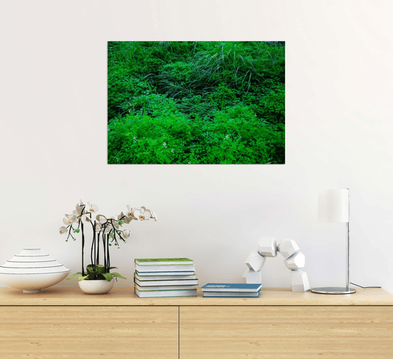 Neglected/Natural Garden in the City | Limited Edition Fine Art Print 1 of 10 | 60 x 40 cm