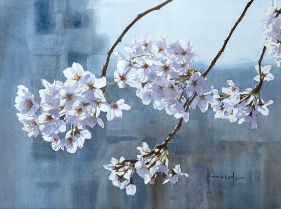 Cherry Blossoms in Gentle Light (Sakura)