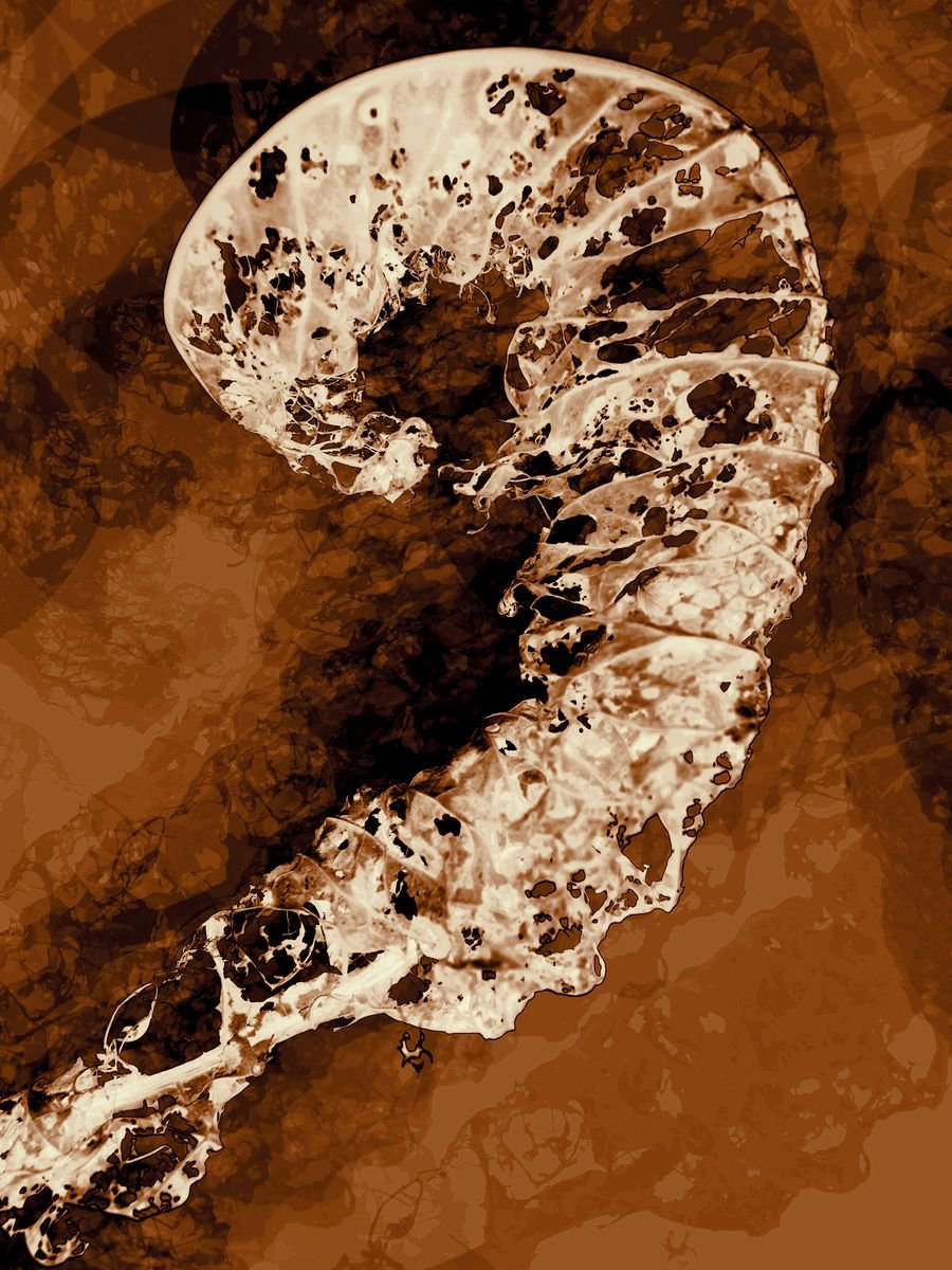 Abstract Botanical Photograph By Petr Strnad, 14 X 18", Process 2., Original Artwork