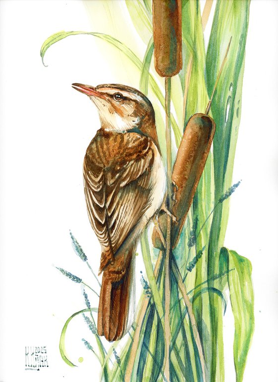 Sedge warbler