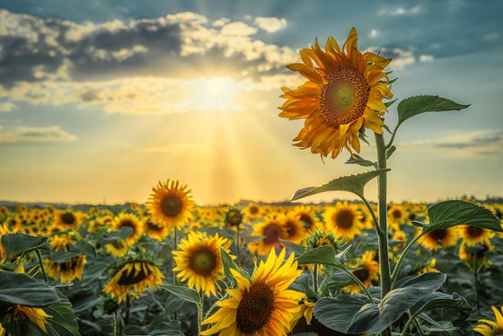 Golden Silence I – Standing in Light