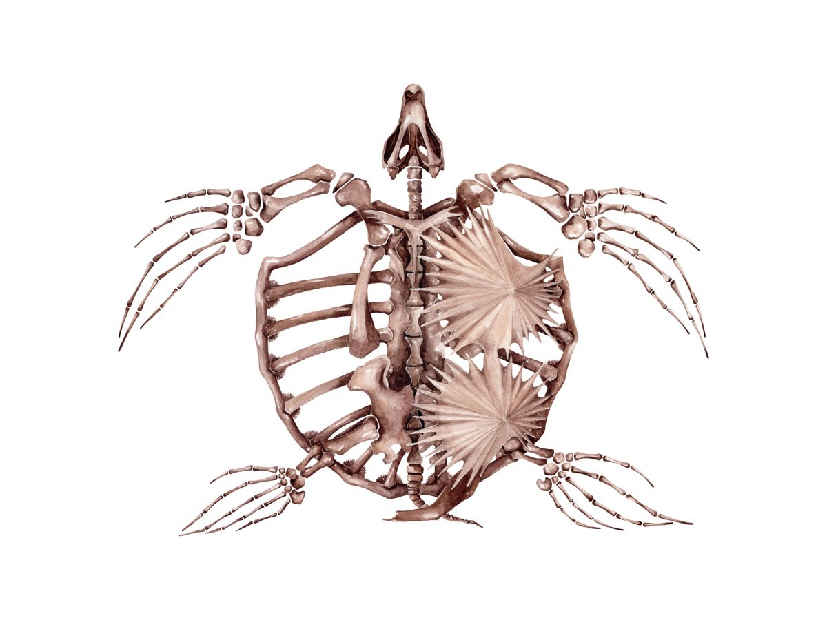 Illustrative Animal Watercolour By Katya Shiova, 17 X 12", Archelon, The Giant Prehistoric Marine Turtle, Original Artwork