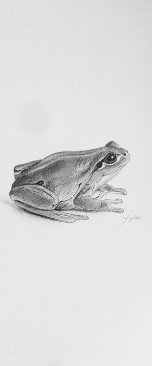 Tree frog by Amelia Taylor