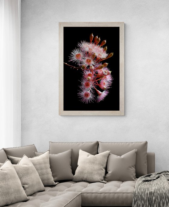 Pink Corymbia Ficifolia Flowers