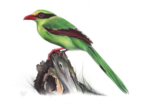Common Green Magpie by Daria Maier