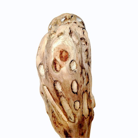 Little owl, Ostréïdes series
