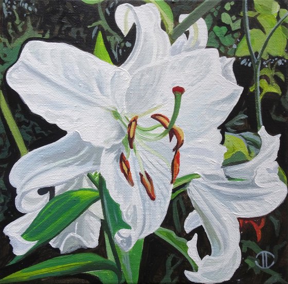 White Lilies In The Sunlight