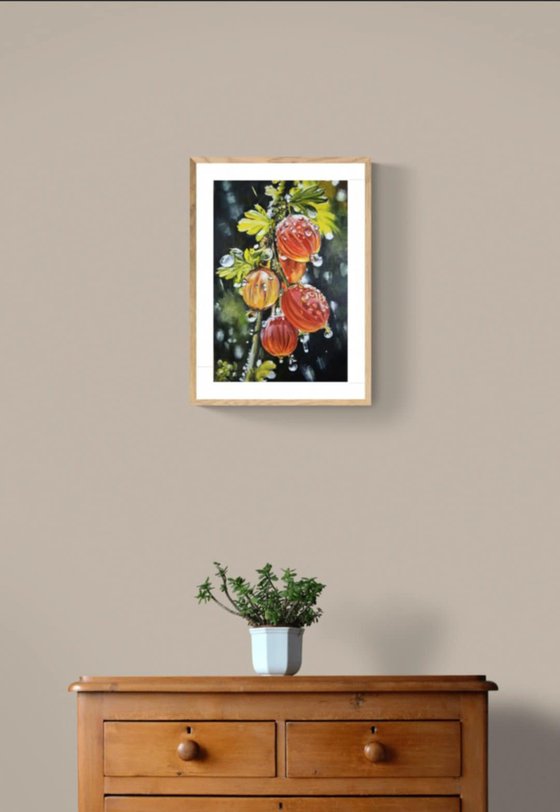 Gooseberry Lanterns