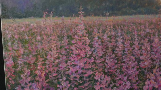 Sunset Over The Fireweed Field - summer painting landscape