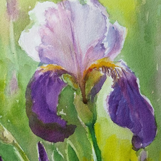 Grace of iris