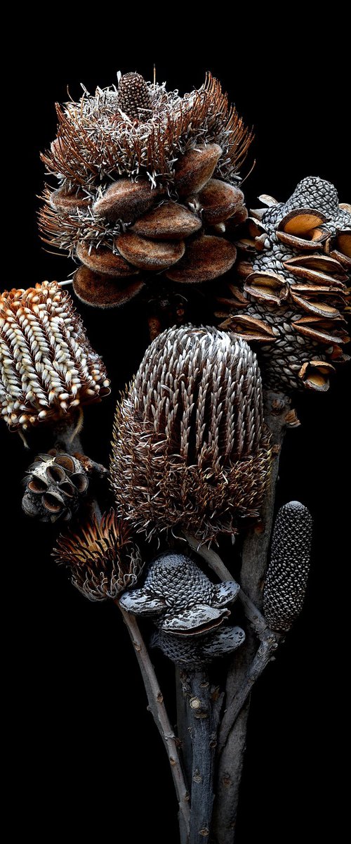 Banksia Bouquet by Nadia Culph