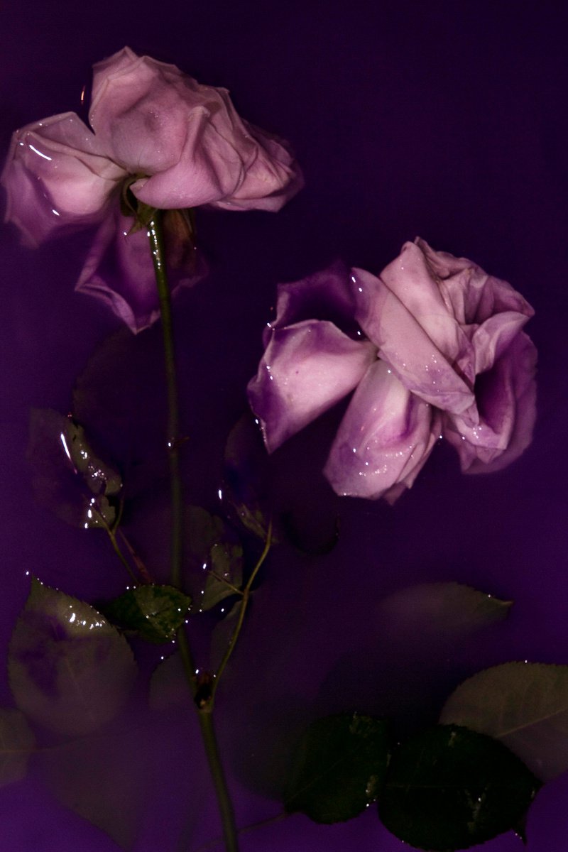 Impressionistic Botanical Photograph By Sandra Platas Hernandez, 17 X 23", Le Violet, Original Artwork