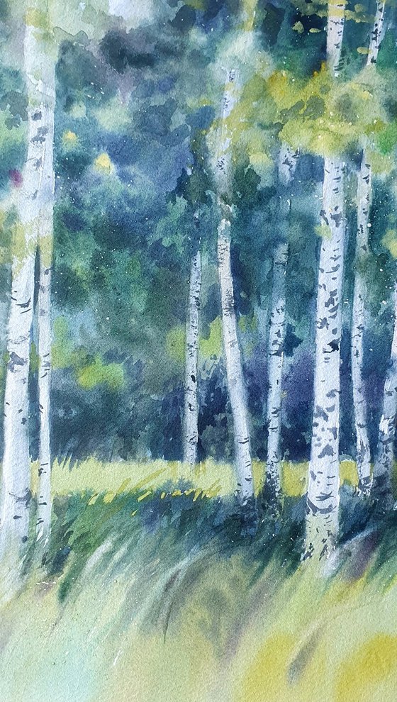 Landscape of birch grove