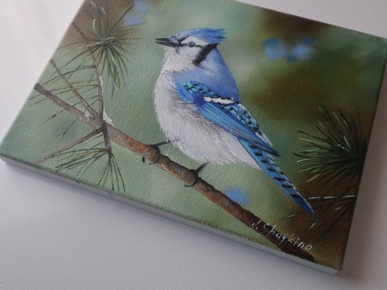 Blue Jay on Pine