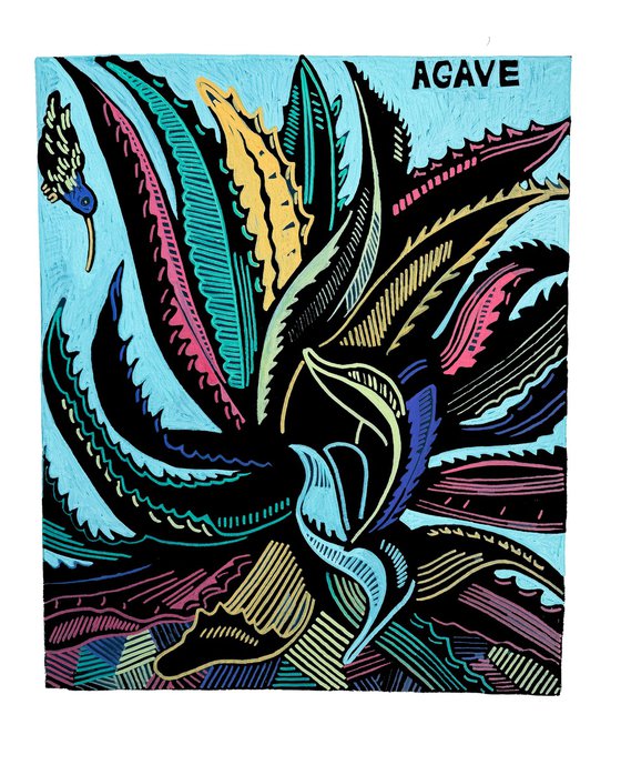 Rainbow Agave
