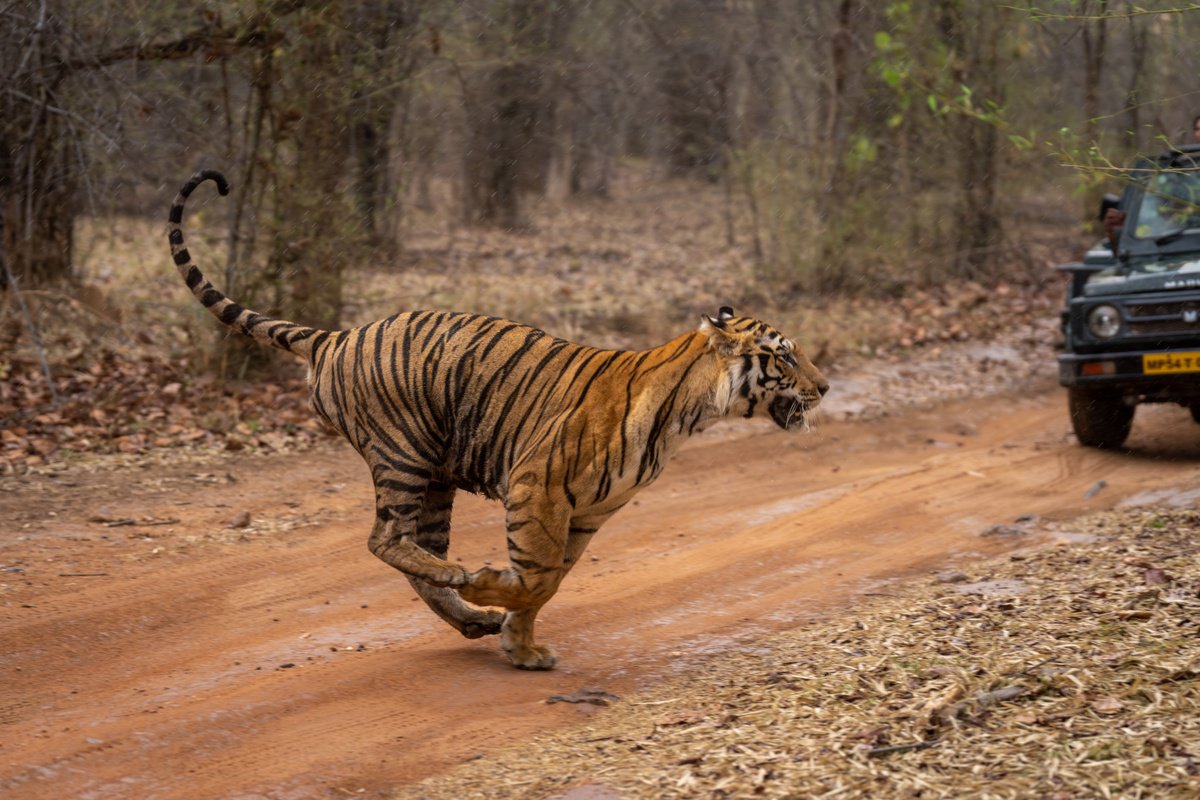 Photorealistic Animal Photograph By Nick Dale, 53 X 38", Live Cat Bounce, Original Artwork