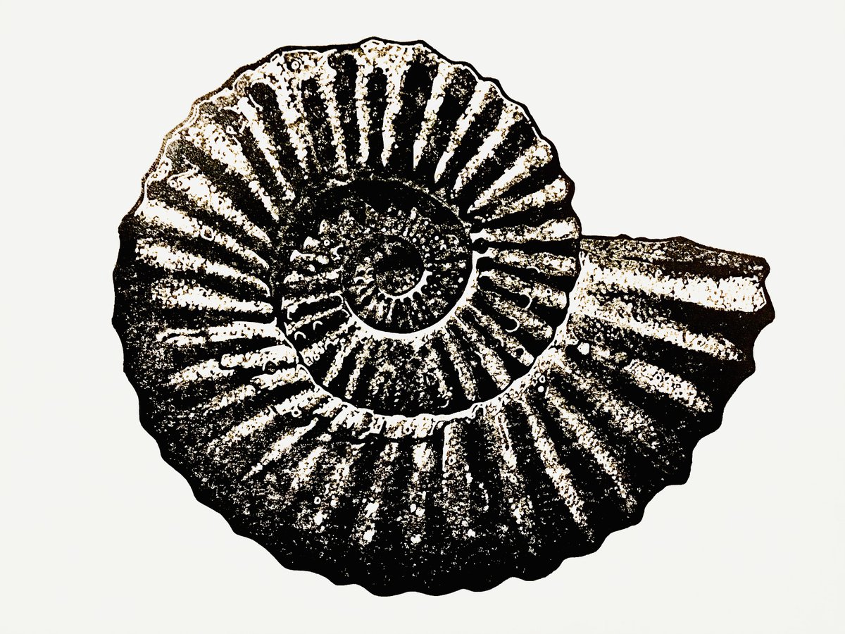 Ammonite (grey and black) linocut print by Ieuan Edwards