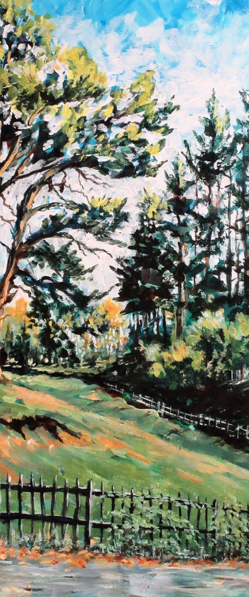 Scots Pine Alderley Edge by Max Aitken