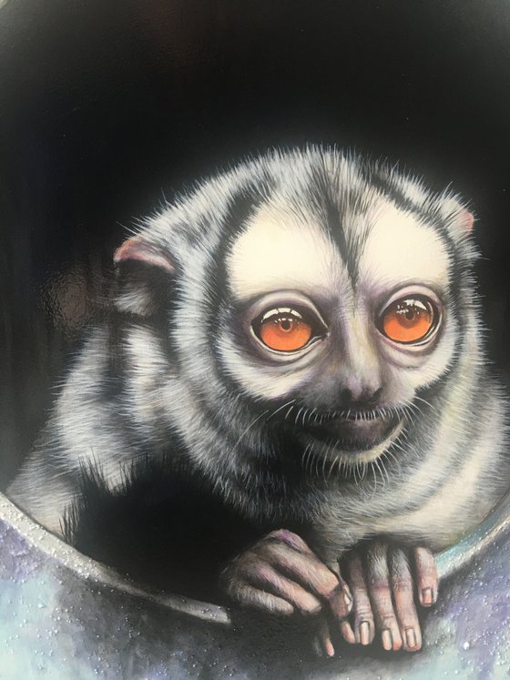 Portrait of a Three Striped Night Monkey