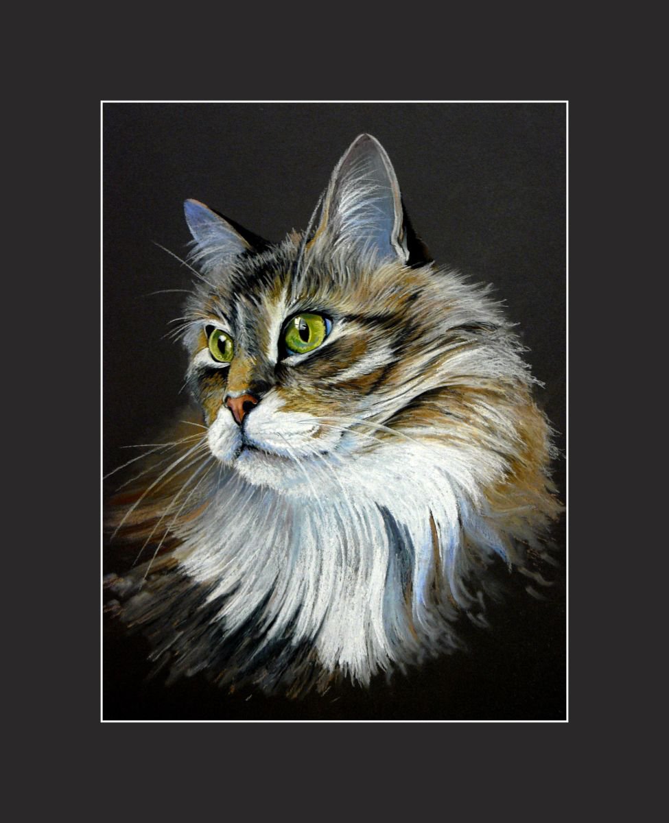 Angora cat Pastel  drawing by Karine VILLARD Artfinder