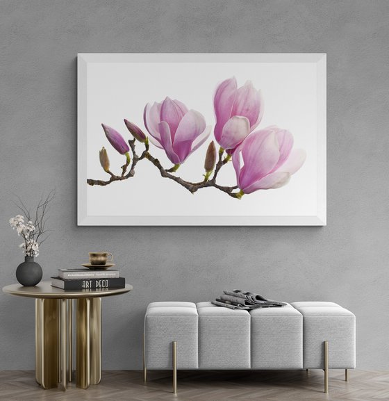 Saucer Magnolia