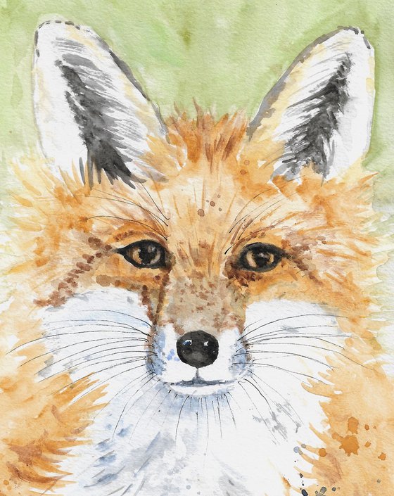 Red Fox