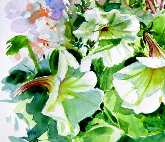 Petunia