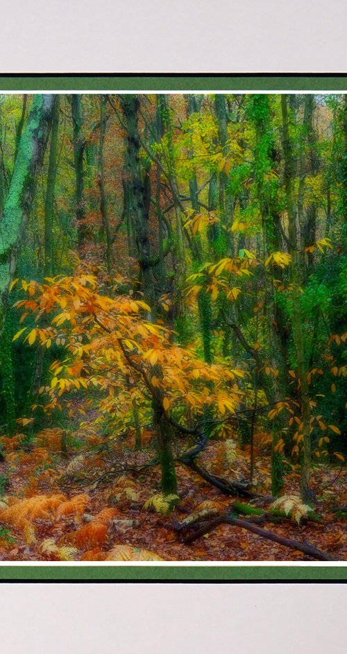 Autumn Magic by Robin Clarke