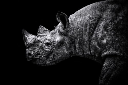 Rhino by Paul Nash