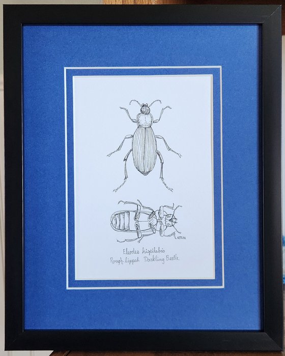 Rough-lipped Darkling Beetle