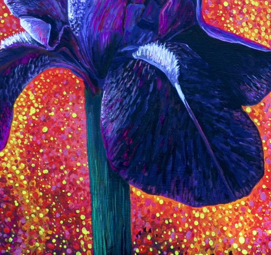 Purple Irises