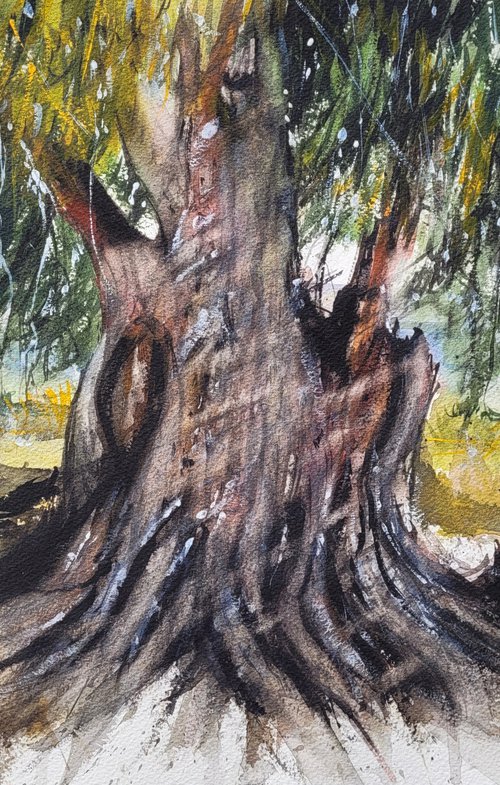 ancient eucalyptus tree by Yossi Kotler