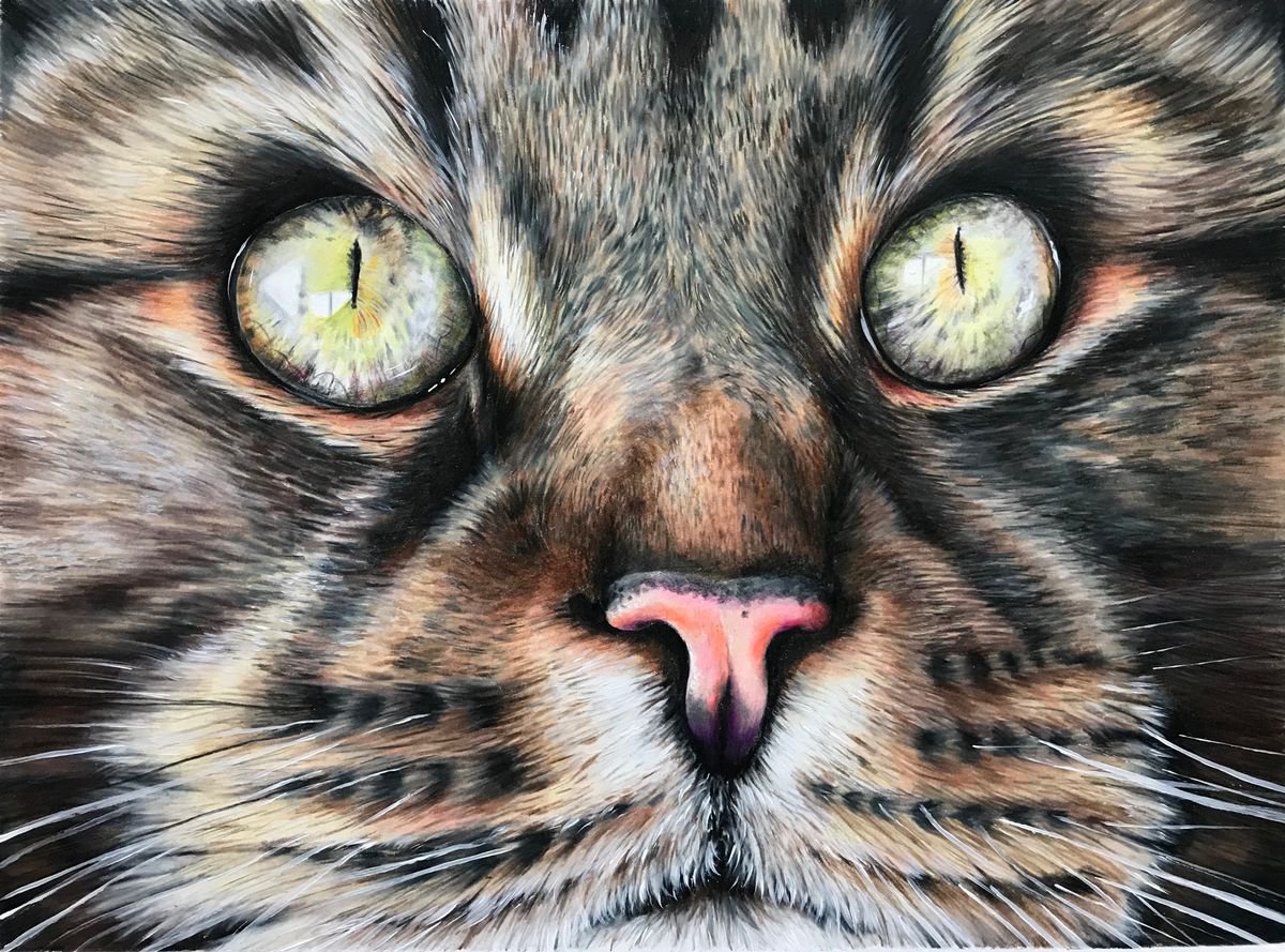 Watchful eyes (Jess, tabby cat) by Karen Elaine Evans