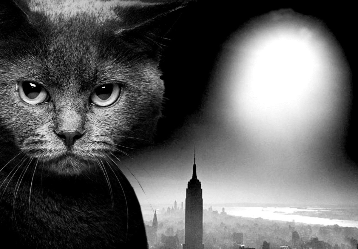 Black Cat in New York by Alex Solodov