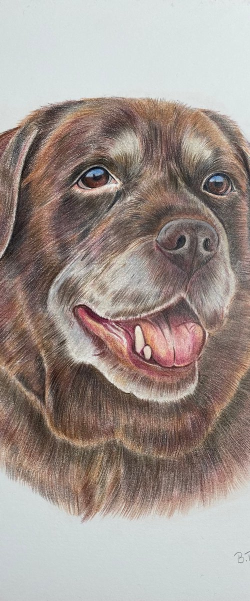 Chocolate Labrador colour pencil by Bethany Taylor