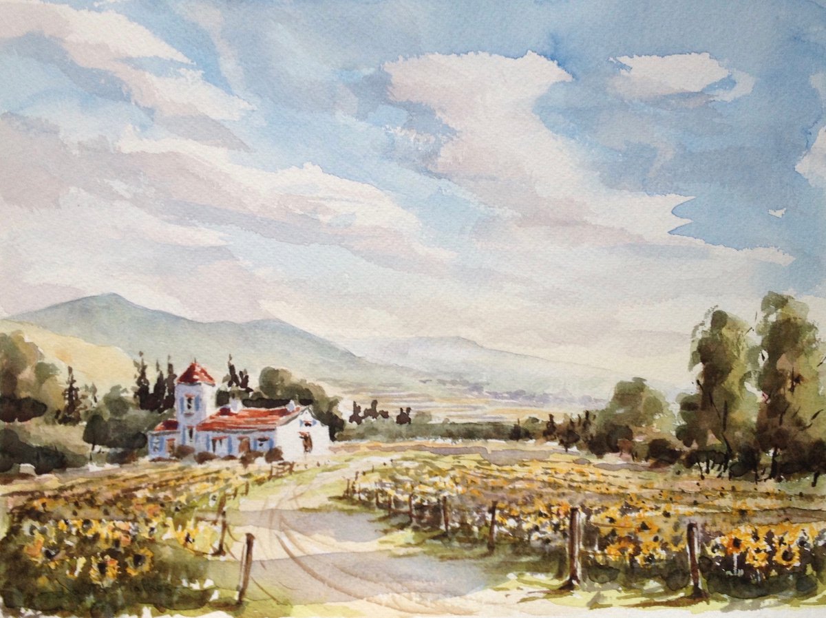 Sunflower fields by David Mather
