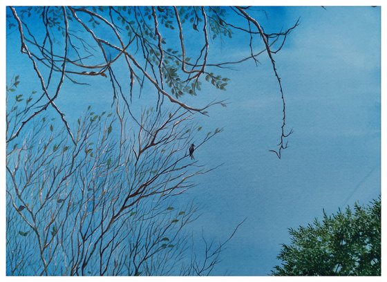 Forktailed Drongo perched on tree branch