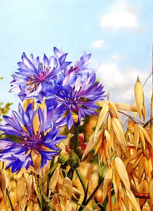 Blue Cornflowers in Field by Natalia Shaykina