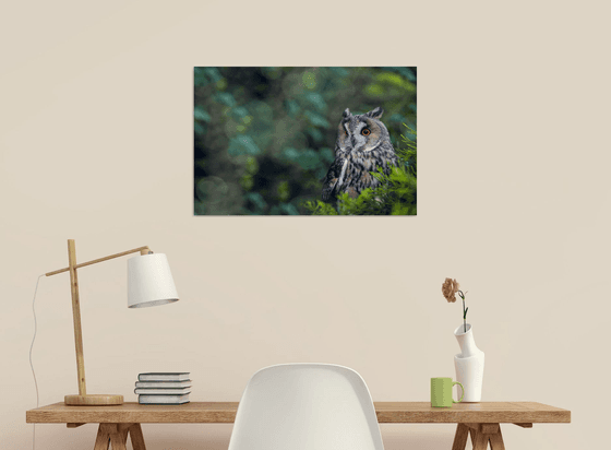 Long Eared Owl