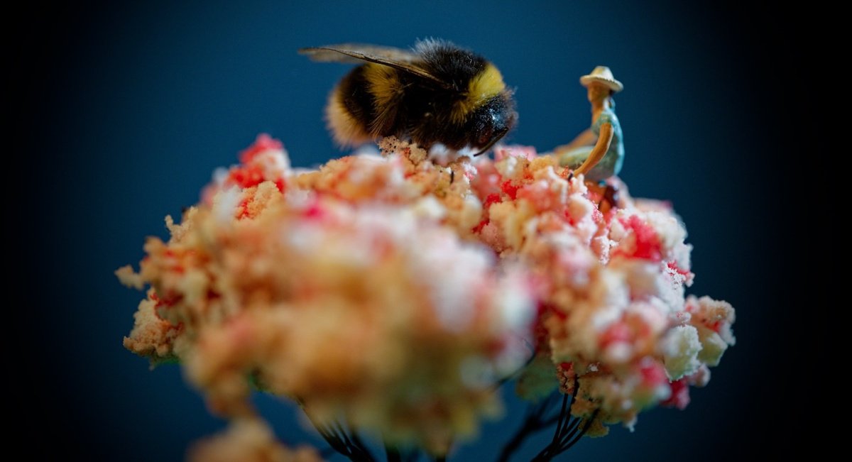 Organic Photograph , Bee Calm, Be Still By Marc Ehrenbold, 39 X 30, Artwork For Sale On Artfinder