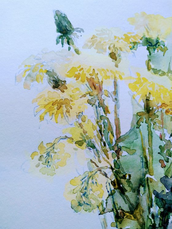 Dandelions. Original watercolour painting