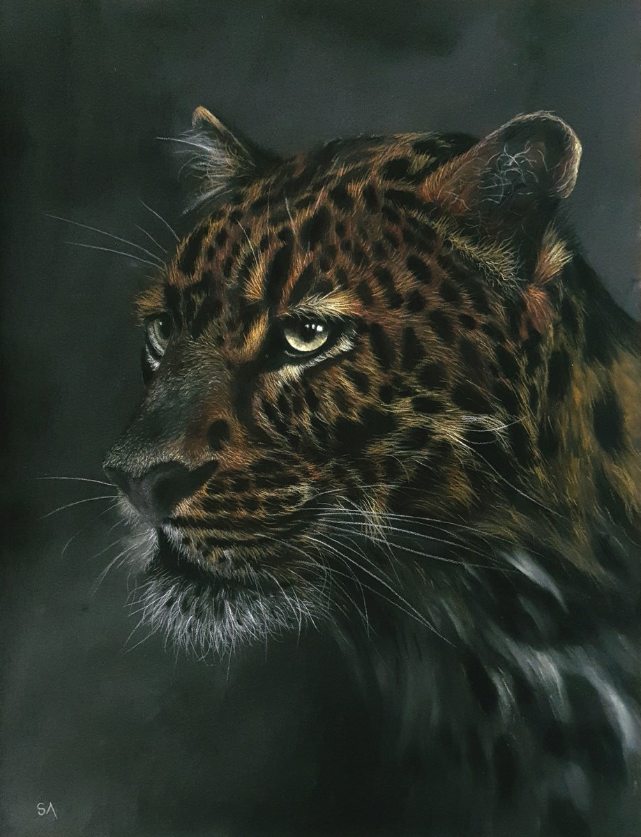 Old Boy  Leopards Stare lV by Sean Afford