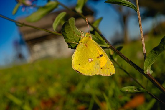 Hello Yellow