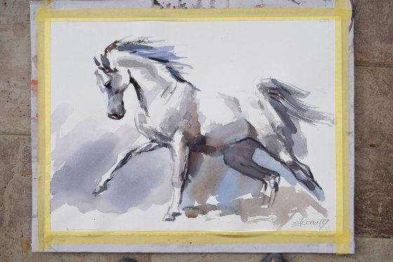 White horse in the run...