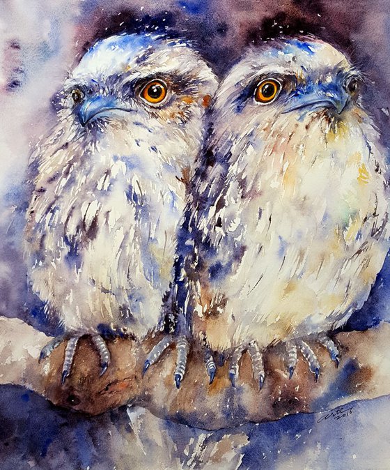 Tawny Frogmouth Duo