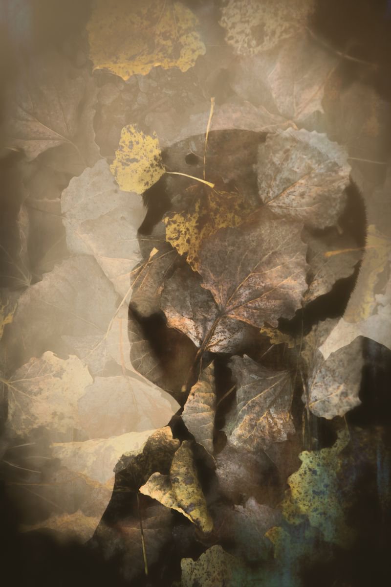 Spirit of autumn I by Petra Urbanovic