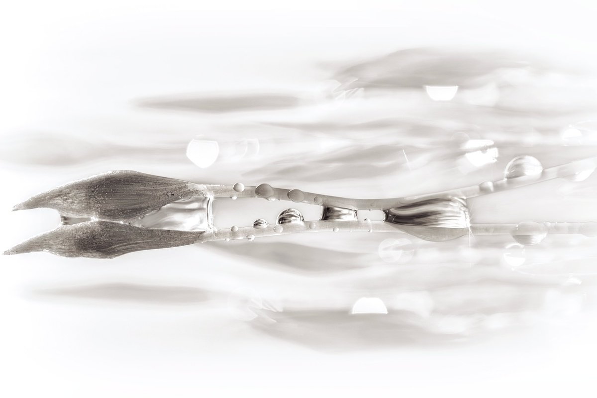 Organic Botanical Photograph By Inna Etuvgi, 25 X 17, The Flow, Original Artwork