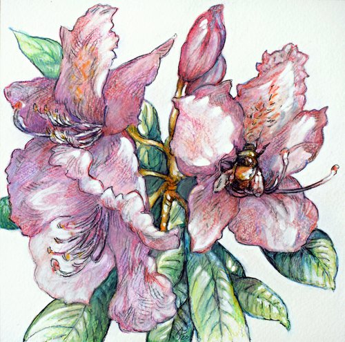 Rhododendron with bumblebee by Austen Pinkerton